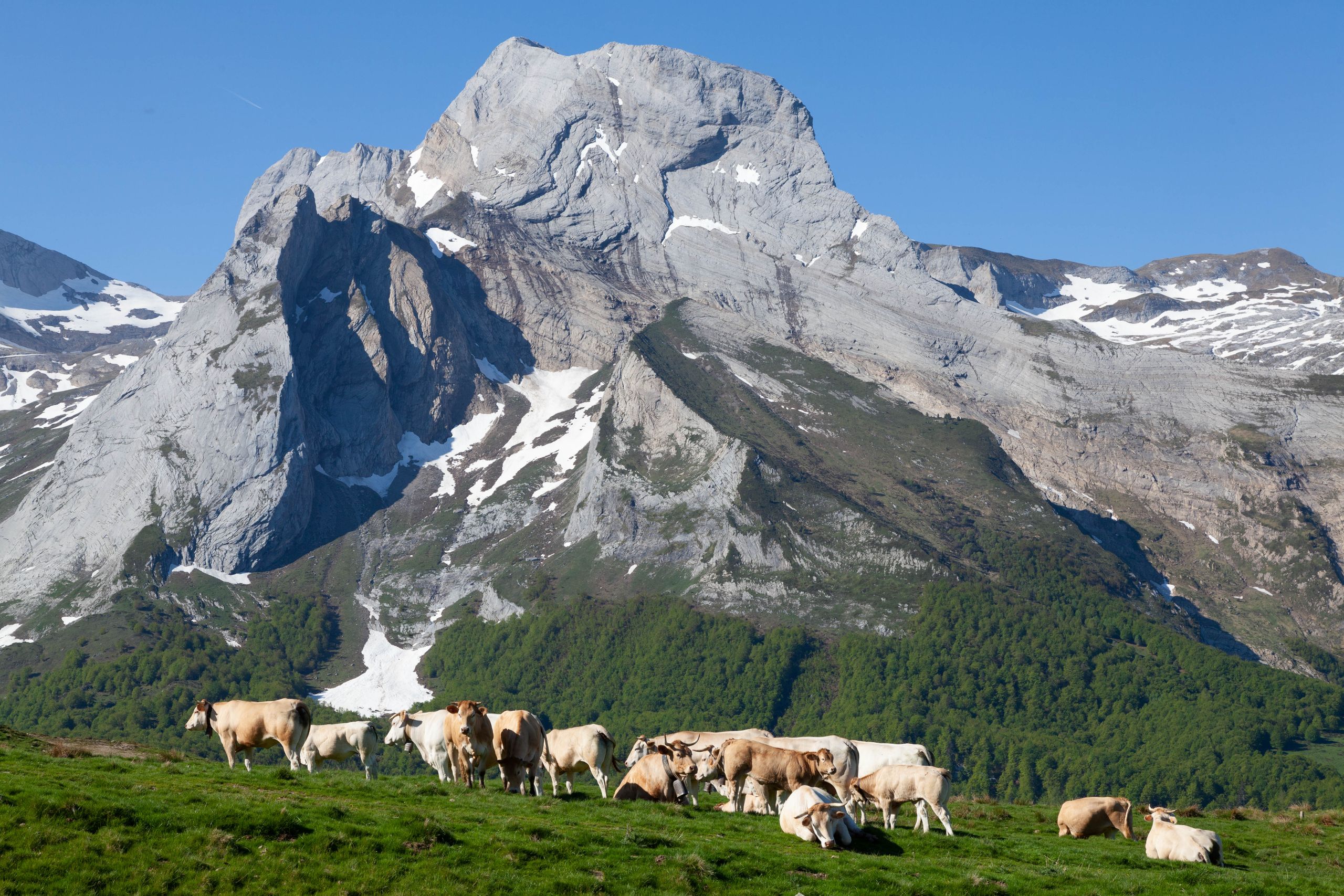 Herd of cows grazing in the picturesque Pyrenees Mountains, France.
